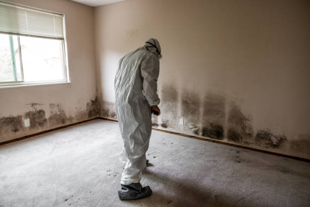 Best Post-Flood Mold Remediation in Berea, OH